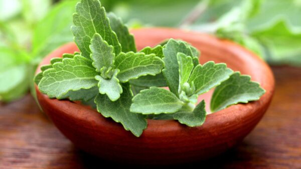 Estévia (Stevia rebaudiana)