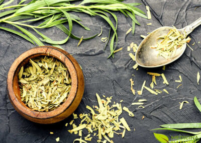 Estragão - Artemisia dracunculus