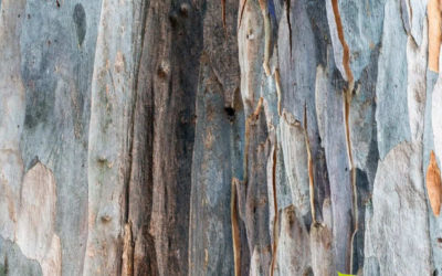 Eucalipto: saiba para que serve o óleo