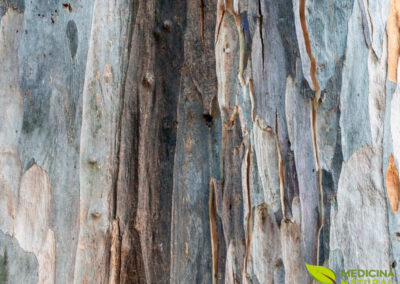 Eucalipto - Eucalyptus globulus