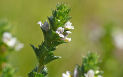 Euphrasia officinalis – ERVA-DE-SÃO-ROBERTO; EUFRÁSIA