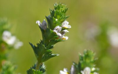 Eufrásia: saiba para que serve a planta