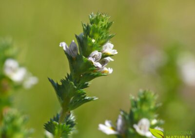 Erva-de-São-Roberto - Eufrásia - Euphrasia officinalis