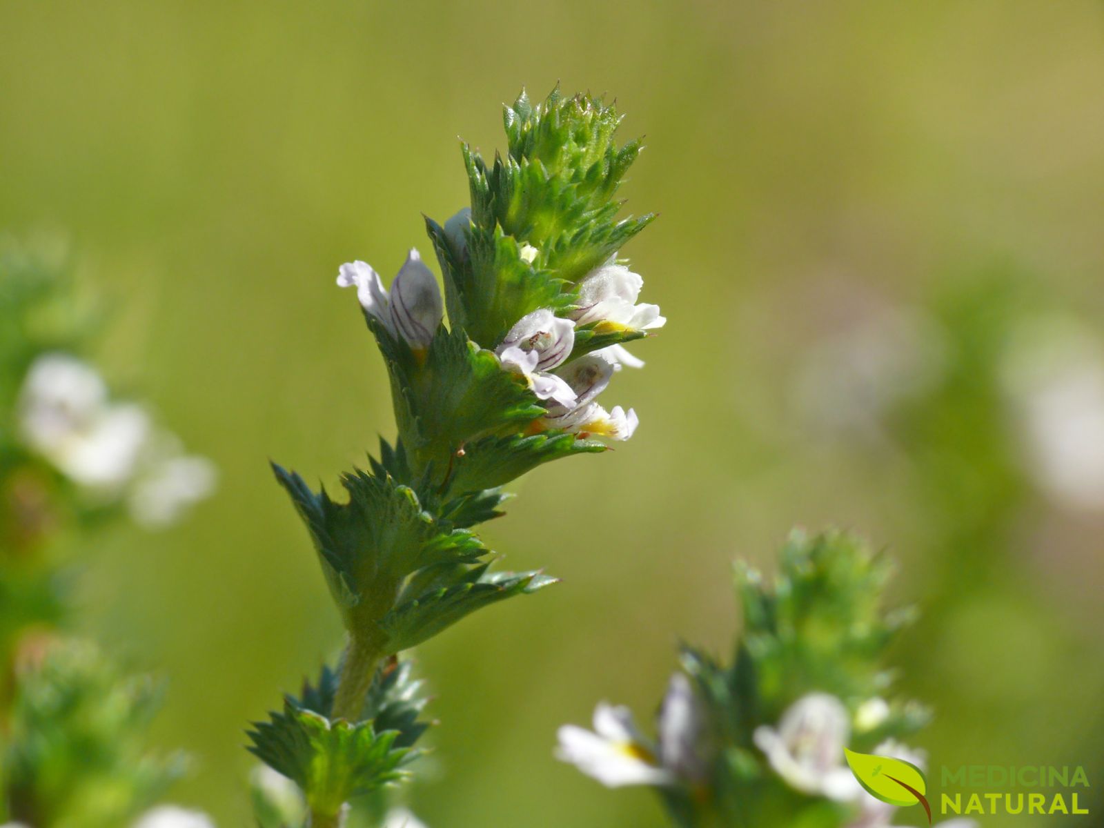 Erva-de-São-Roberto - Eufrásia - Euphrasia officinalis