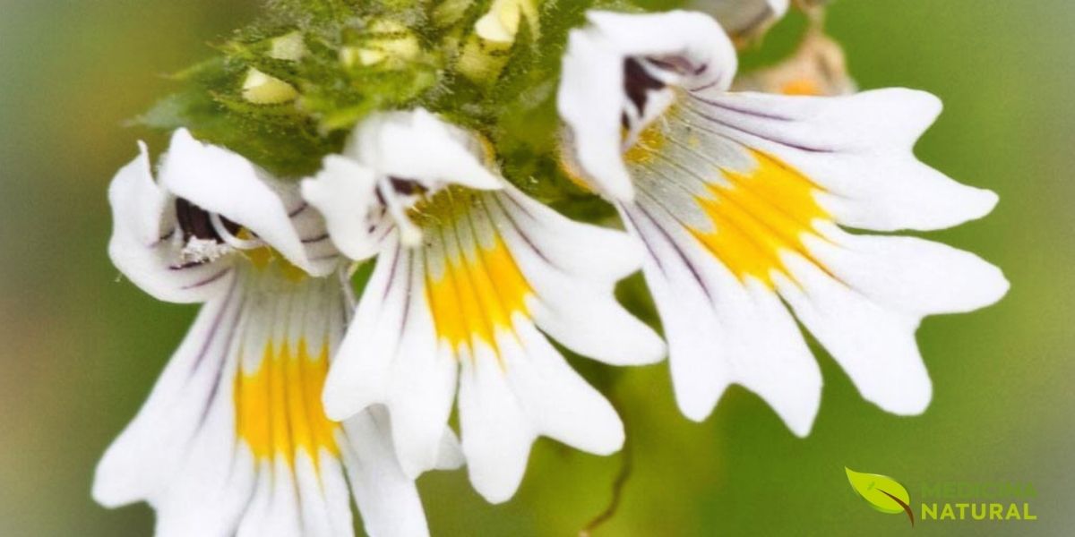 As flores da eufrasia são o coração de sua ação medicinal. Ricas em iridoides como a aucubina, flavonoides e ácidos fenólicos, elas concentram as propriedades anti-inflamatórias e antioxidantes que tornam a planta tão eficaz para a saúde ocular. A combinação de compostos atua em sinergia para reduzir a irritação, combater infecções e proteger as delicadas estruturas dos olhos contra danos ambientais, justificando seu nome popular de "erva-dos-olhos".
