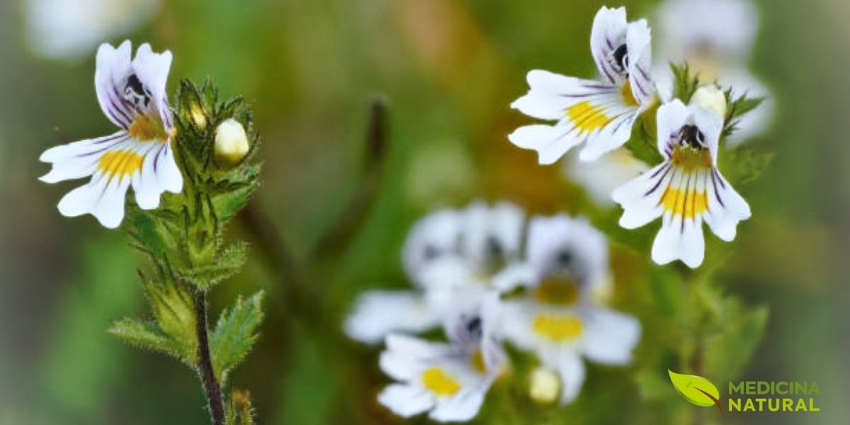 A eufrasia seca, ou Euphrasia officinalis, concentra seus compostos ativos e é a forma mais comum para preparações medicinais como chás e infusões. Ao secar, os iridoides, flavonoides e taninos são preservados, garantindo que suas propriedades anti-inflamatórias e adstringentes estejam potentes. É a partir da erva seca que se fazem os extratos para colírios comerciais esterilizados e as compressas caseiras para alívio da fadiga ocular e irritações.