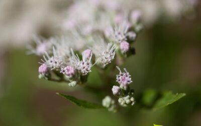 Eupatorium perfoliatum (BONESET)