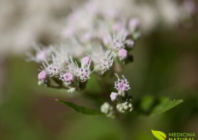 Eupatorium perfoliatum - BONESET