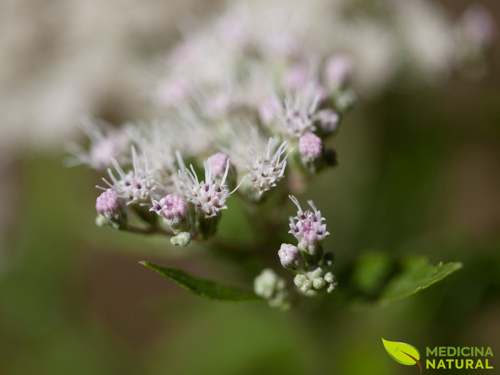 Eupatorium perfoliatum - BONESET