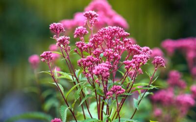Eutrochium purpureum (JOE-PYE-WEED)