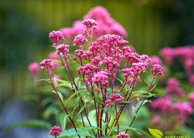 Eutrochium purpureum - JOE-PYE-WEED, RAIZ-DE-RIM