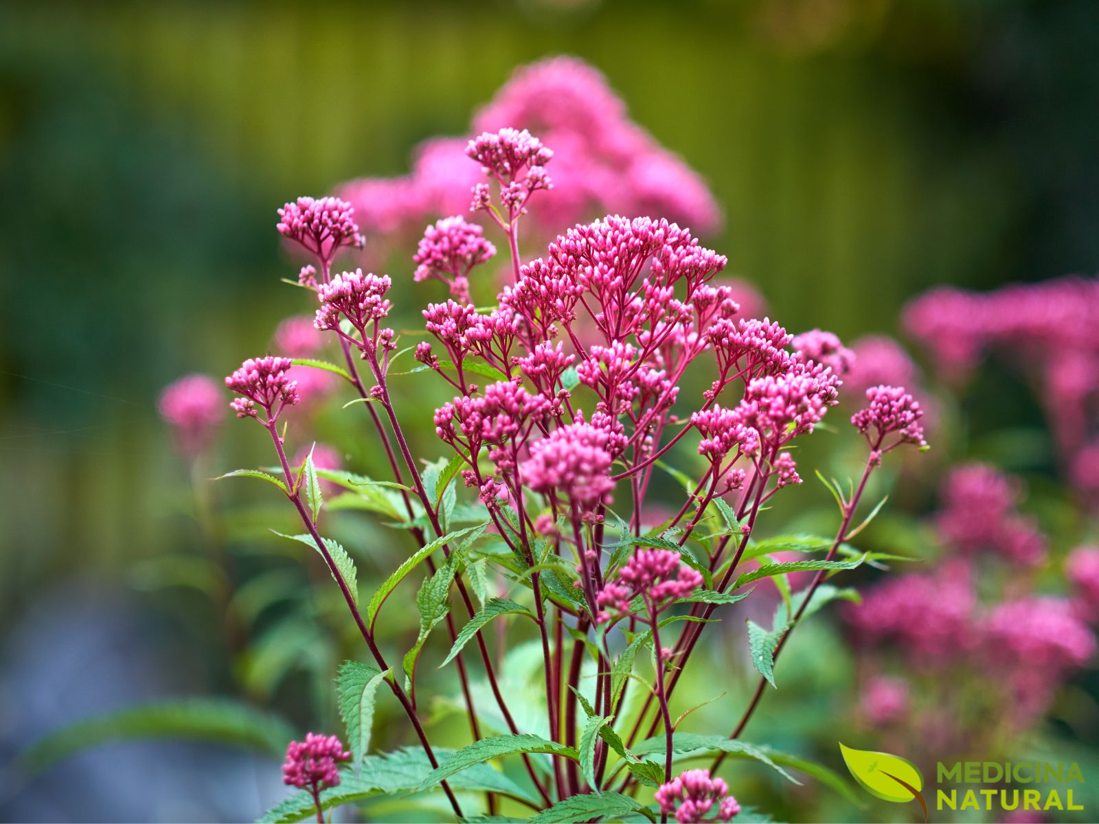 Eutrochium purpureum - JOE-PYE-WEED, RAIZ-DE-RIM