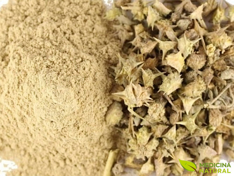 Extrato de Tribulus terrestris para testosterona