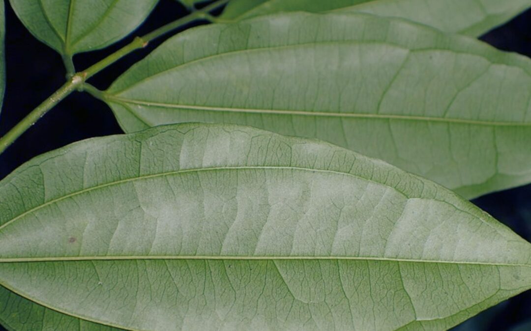 Strychnos ignatii – FAVA-DE-SANTO-INÁCIO