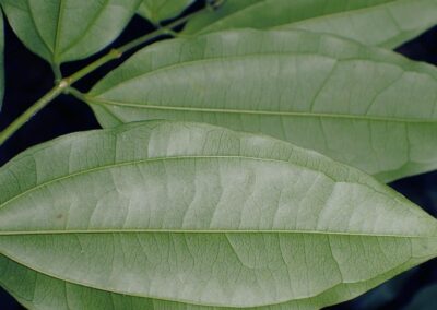 Fava-de-Santo-Inácio - Strychnos ignatii