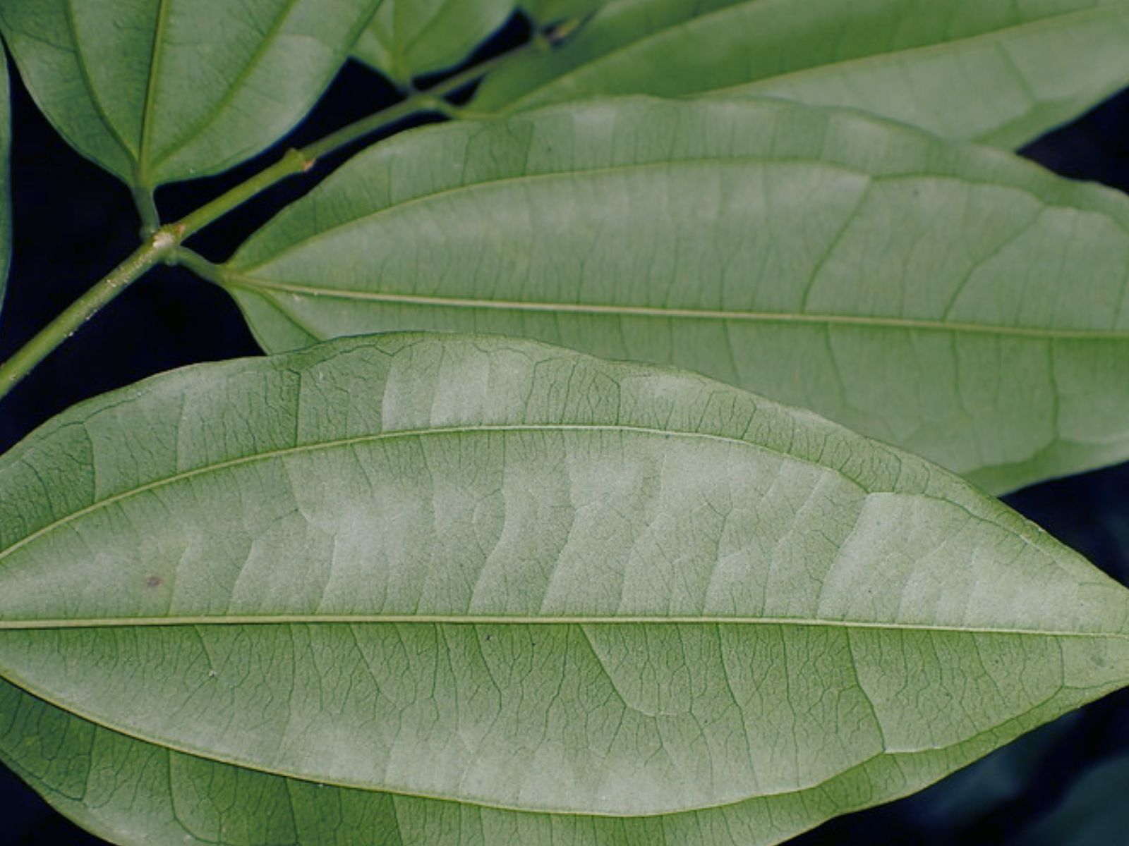 Fava-de-Santo-Inácio - Strychnos ignatii