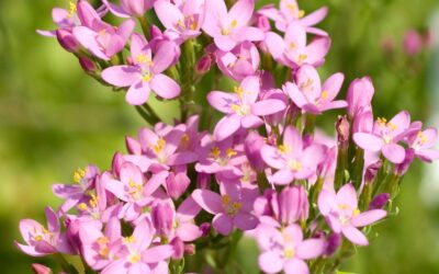 Centaurium erythraea (CENTÁUREA-MENOR; FEL-DA-TERRA)