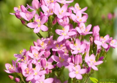 Centaurium erythraea - CENTÁUREA-MENOR; FEL-DA-TERRA