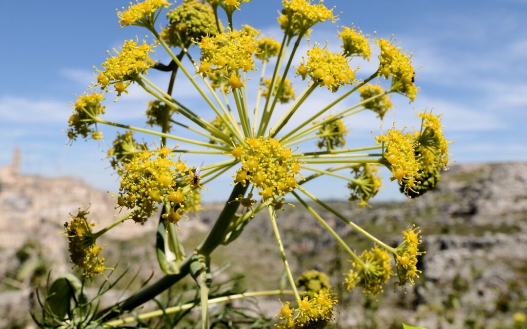 Ferula communis – FÉRULA-COMUM; FUNCHO-GIGANTE; HINOJO