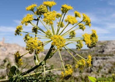Ferula communis - FÉRULA-COMUM; FUNCHO-GIGANTE; HINOJO