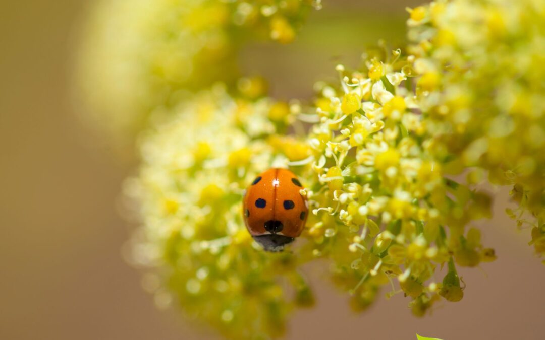 Ferula linkii – FÉRULA-DAS-CANÁRIAS; FUNCHO-DAS-CANÁRIAS