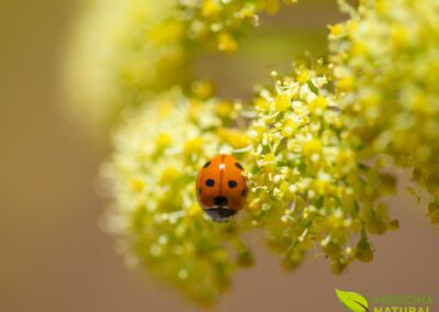 Ferula linkii - FÉRULA-DAS-CANÁRIAS; FUNCHO-DAS-CANÁRIAS