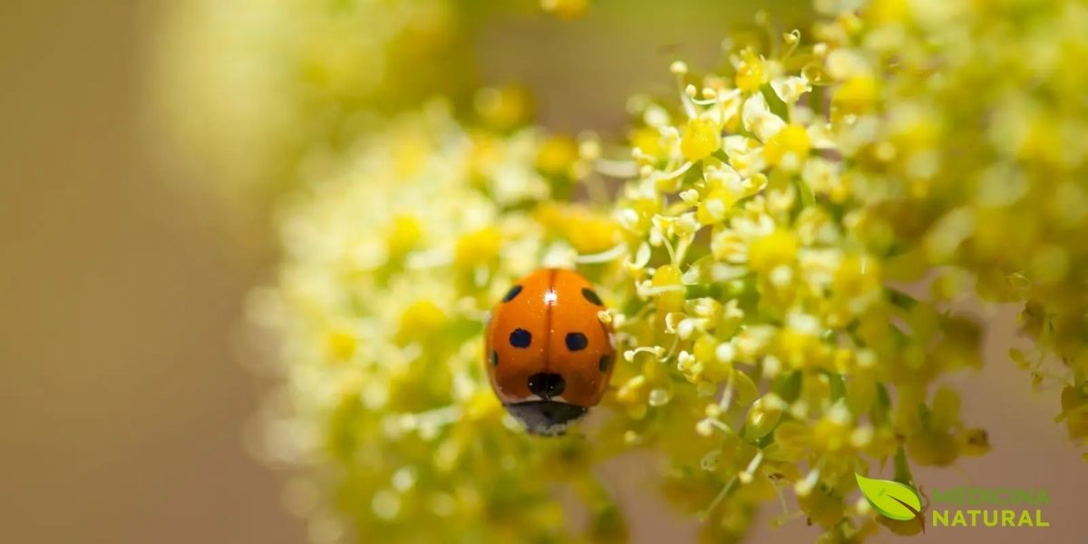 Detalhe das inflorescências de Ferula linkii organizadas em umbelas compostas amarelas. As pequenas flores estão dispostas em estruturas esféricas características da família Apiaceae, com cada flor individual apresentando cinco pétalas e cinco estames. A coloração amarelo-dourada intensa atrai polinizadores nativos das Ilhas Canárias, maximizando a eficiência reprodutiva desta espécie endêmica.