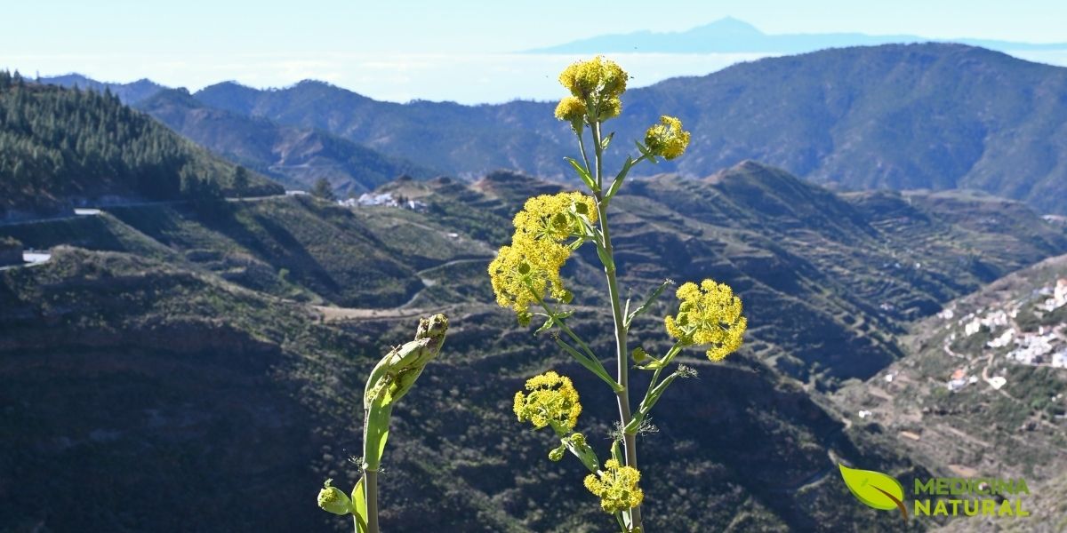 Ferula linkii crescendo em seu habitat natural nas encostas vulcânicas de Los Cañadas del Teide, Tenerife, Ilhas Canárias. A planta demonstra adaptações evolutivas únicas a ambientes áridos e rochosos, com vegetação característica do ecossistema canário ao fundo. Este endemismo insular desenvolveu características morfológicas e químicas distintas, incluindo a produção de sesquiterpenos carotanos exclusivos, resultado de milhões de anos de isolamento geográfico.