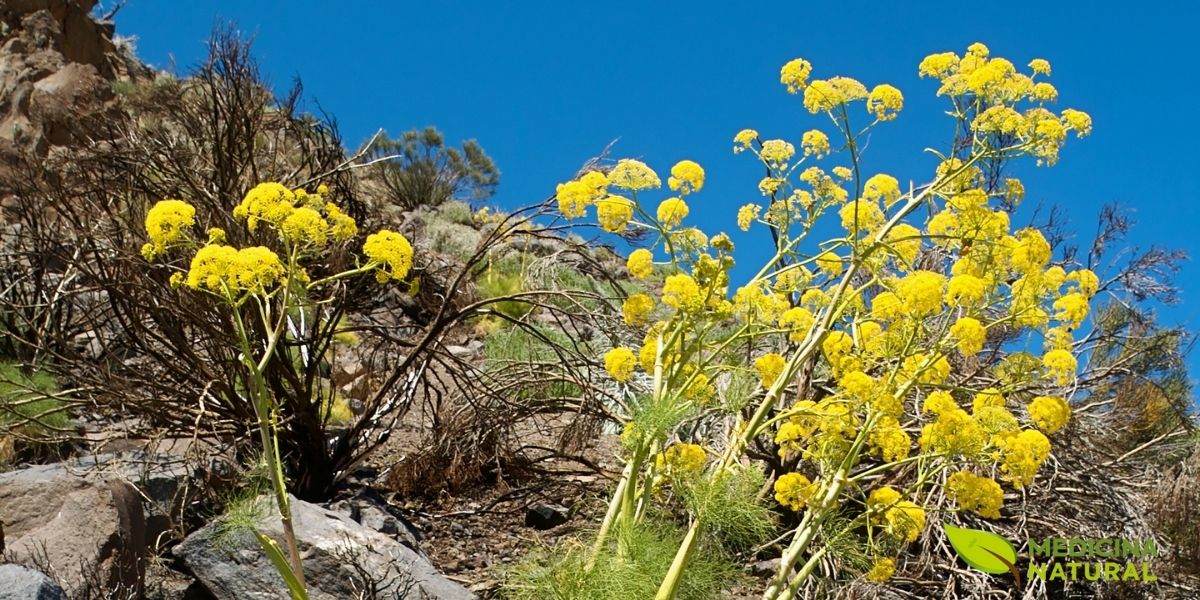 Ferula linkii Webb em seu habitat natural nas Ilhas Canárias. Observe a planta herbácea perene com caules robustos e ramificados característicos da família Apiaceae. Esta espécie endêmica das Canárias apresenta porte elevado e estrutura vegetativa adaptada a ambientes rochosos e áridos, com folhas finamente divididas típicas do gênero Ferula.