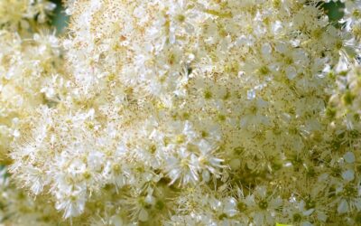 Filipendula ulmaria (RAINHA-DO-PRADO)