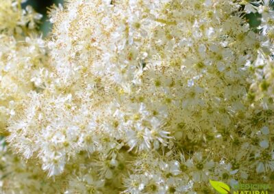 Filipendula ulmaria - RAINHA-DO-PRADO