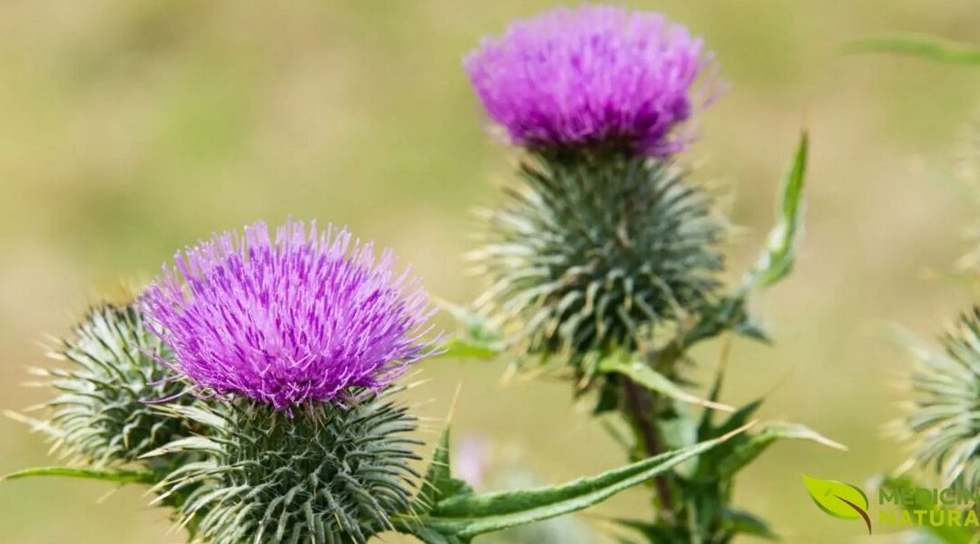 Cardo-Mariano: Para Que Serve? Benefícios e Como Preparar