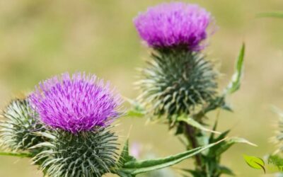 Cardo-Mariano: Para Que Serve? Benefícios e Como Preparar