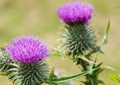 A flor do cardo-mariano (Silybum marianum) é inconfundível, com sua cor púrpura intensa e uma base espinhosa que protege suas futuras sementes. É nesta planta que encontramos a silimarina, um poderoso complexo hepatoprotetor.