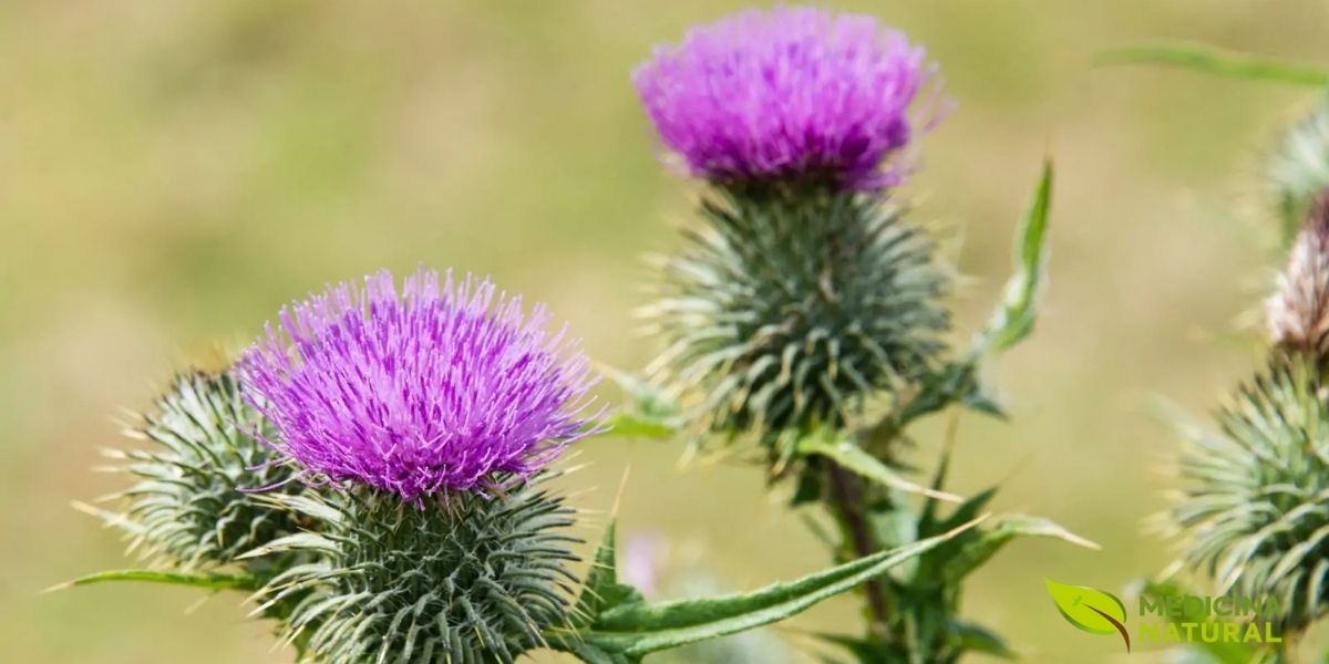 A flor do cardo-mariano (Silybum marianum) é inconfundível, com sua cor púrpura intensa e uma base espinhosa que protege suas futuras sementes. É nesta planta que encontramos a silimarina, um poderoso complexo hepatoprotetor. A flor do cardo-mariano (Silybum marianum) é inconfundível, com sua cor púrpura intensa e uma base espinhosa que protege suas futuras sementes. É nesta planta que encontramos a silimarina, um poderoso complexo hepatoprotetor.
