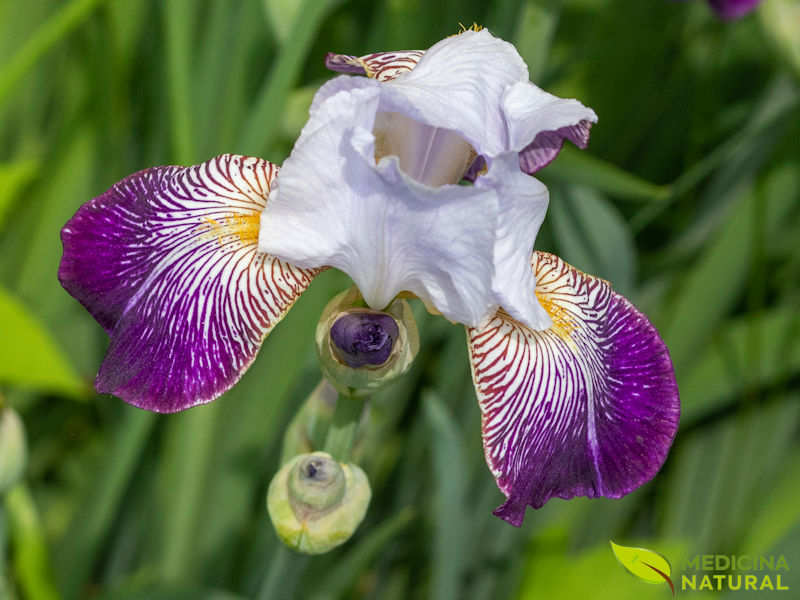 Flor-de-lis - Iris versicolor