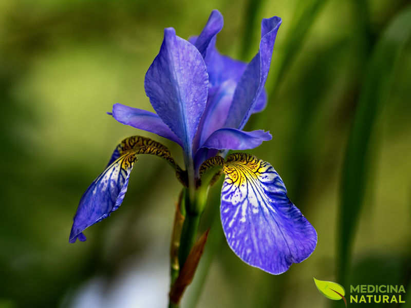 Flor-de-lis - Iris versicolor