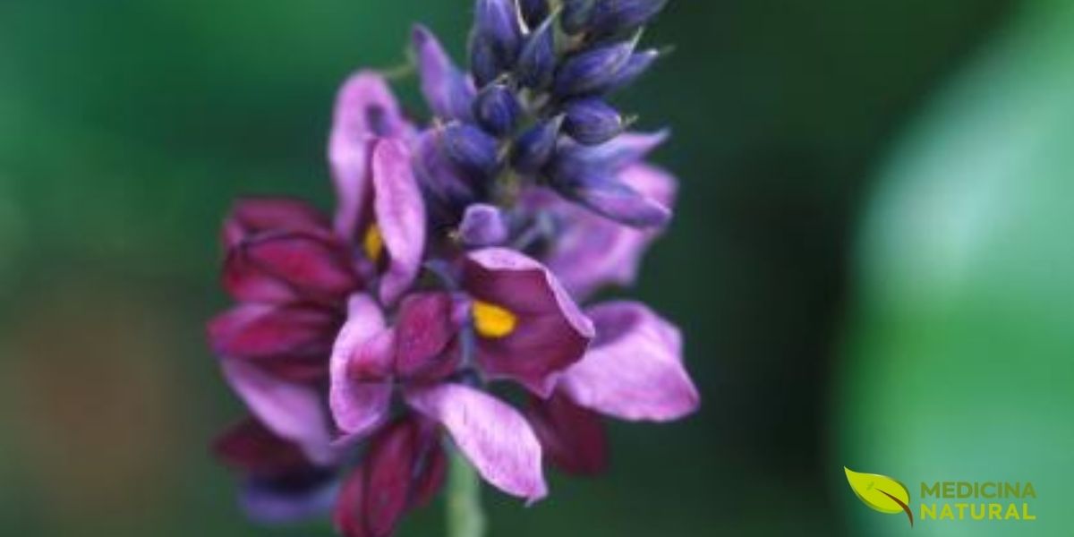 Close-up da flor roxa do kudzu (Pueraria lobata), revelando sua estrutura típica da família Fabaceae. As flores contêm compostos bioativos como puerarina e daidzeína, isoflavonas responsáveis por inibir parcialmente a enzima ALDH2, causando acúmulo de acetaldeído e criando uma aversão natural ao álcool. Este mecanismo terapêutico é fundamental no tratamento do alcoolismo.