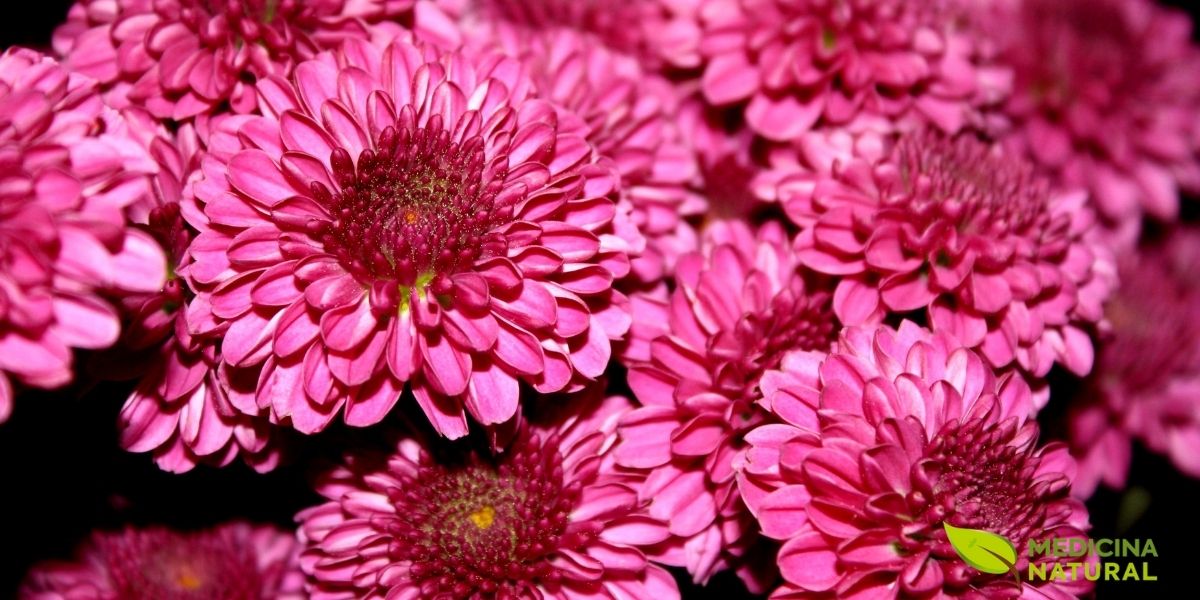 Variedade rosa do Chrysanthemum morifolium, amplamente cultivada para uso medicinal e ornamental. Flores ricas em flavonoides e compostos bioativos.