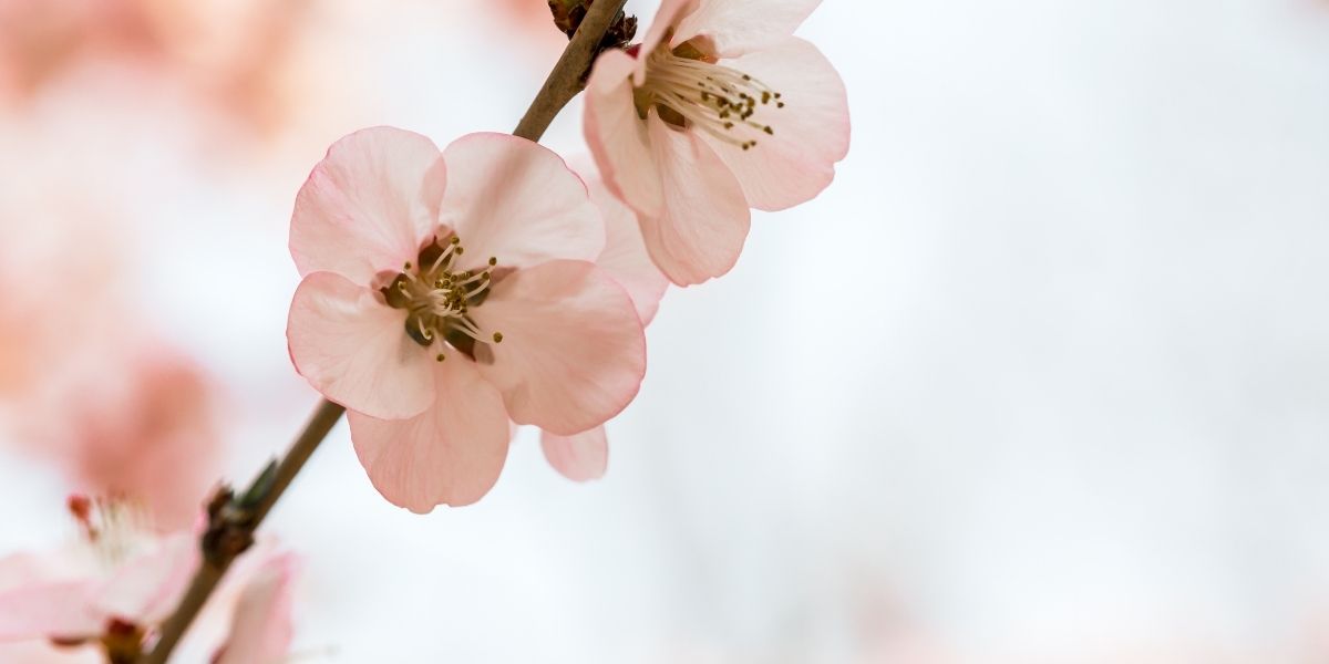 Um ramo de pessegueiro repleto de flores rosadas e vibrantes. A imagem transmite a vitalidade e a beleza da floração.
