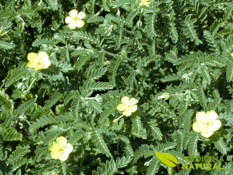 Flores de Tribulus terrestris