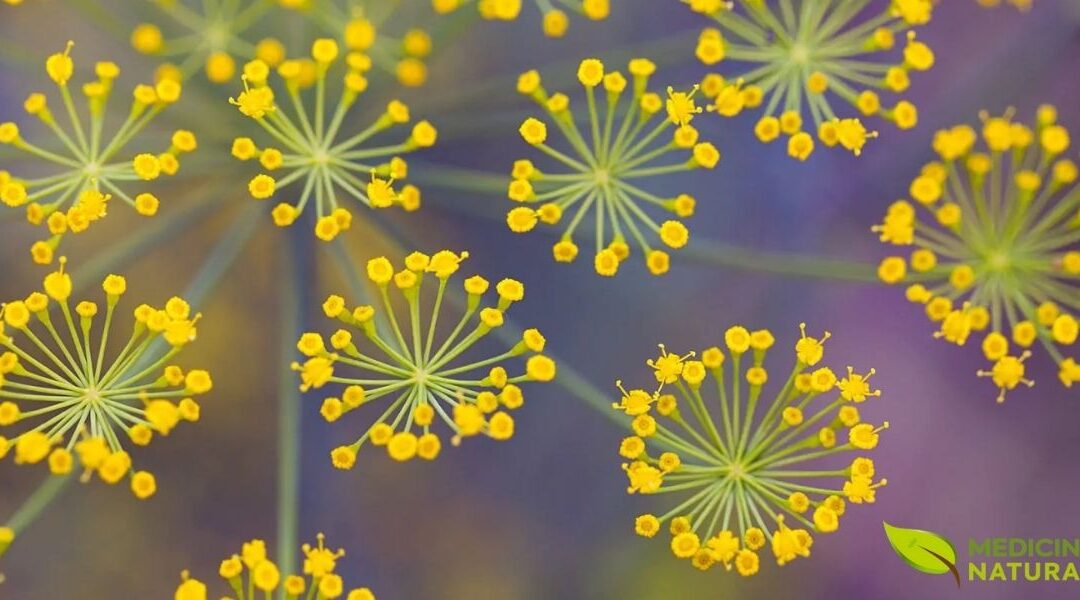 Chá de Funcho: O Segredo Natural Para Melhorar a Digestão