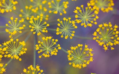 Foeniculum vulgare (FENNEL; FUNCHO)