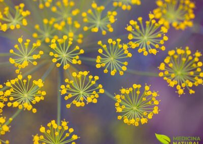 Foeniculum vulgare - FUNCHO