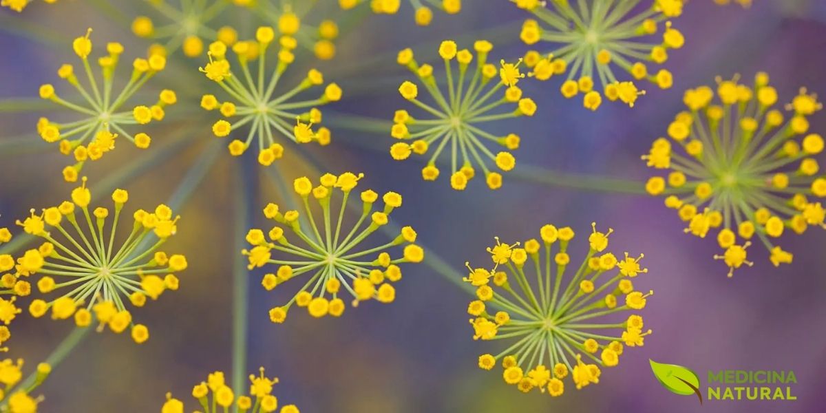 Inflorescência de Foeniculum vulgare (funcho) mostrando umbela composta terminal com pequenas flores amarelas de 5 pétalas, característica marcante da família Apiaceae, atraindo polinizadores e produzindo néctar durante o período de floração no verão.