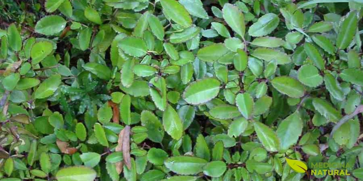 Grupo de plantas de folha-da-fortuna crescendo juntas, demonstrando sua capacidade de propagação vegetativa. A planta se multiplica facilmente através das mudas adventícias que se formam nas bordas das folhas, característica que lhe rendeu o nome popular "planta-da-vida".