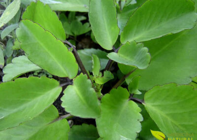 Folha-da-fortuna - Kalanchoe pinnata