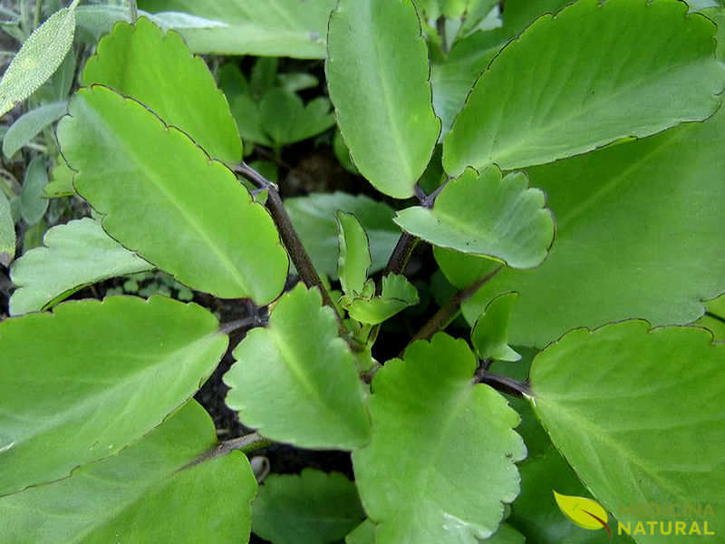 Folha-da-fortuna - Kalanchoe pinnata