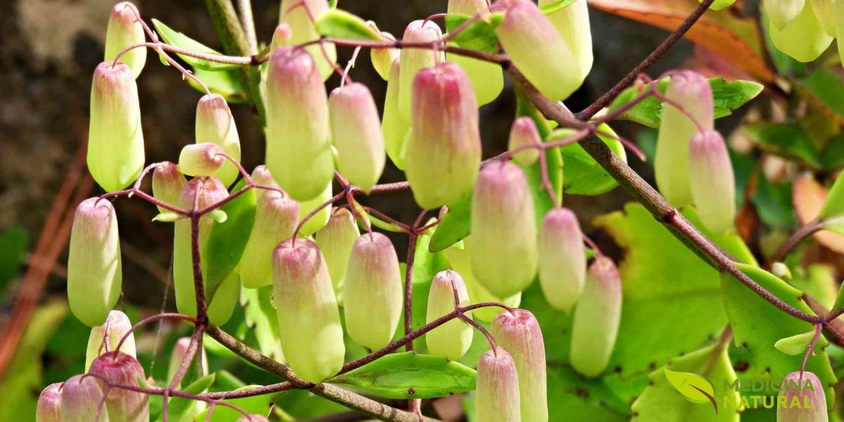 Kalanchoe pinnata (folha-da-fortuna) em plena floração, exibindo suas características flores pendentes em tons rosados. Esta planta suculenta medicinal é amplamente utilizada na medicina tradicional brasileira para tratamento de feridas, inflamações e problemas respiratórios.