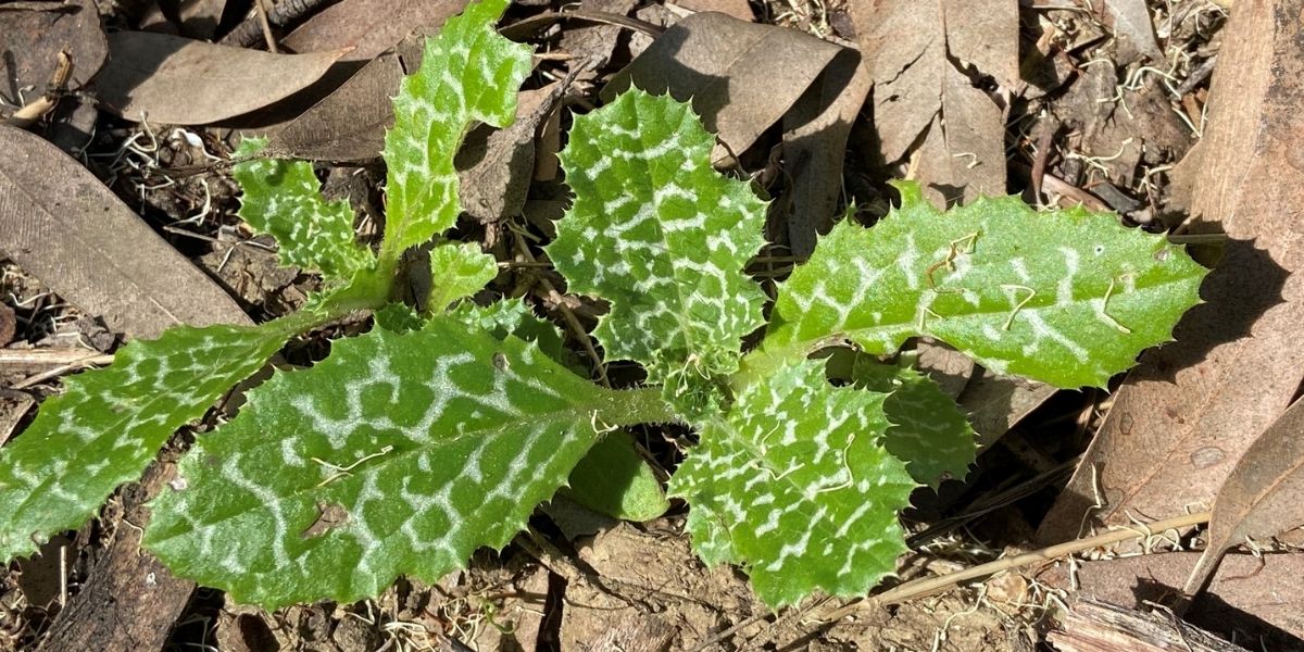 A lenda diz que as veias brancas nas folhas do cardo-mariano são gotas do leite da Virgem Maria. Essa característica marcante não só deu à planta o nome de "cardo-de-leite", mas também um status sagrado na medicina popular antiga.
